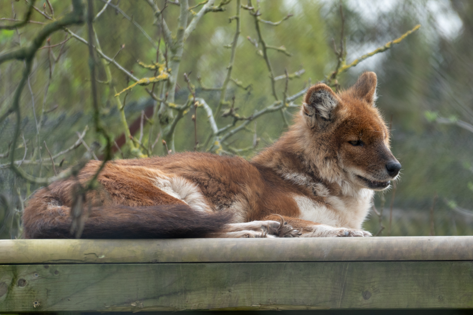 Photography by Chris Allington